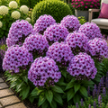 Phlox Pure Botanica- 2 bucati