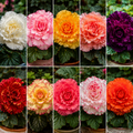 Pachet 10 Buc Bulbi Begonia - Flori Perene