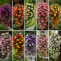 Pachet 10 Buc Bulbi Begonia Cascade