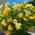 Leandru Lemon Velvet