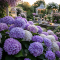 Hortensia "Lavender Ice"