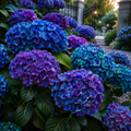 Hortensia „Peacock Dream”