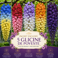 Pachet Exclusiv 5 Glicine de Poveste