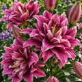 Bulbi de Crini Purple Dream