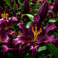 Bulbi de Crini Purple Bombastic 2 buc