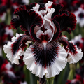 Bulbi Iris Germanica - Negrita