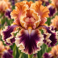 Bulbi Iris Germanica - Anemoon
