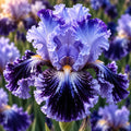 Bulbi Iris Germanica Floria