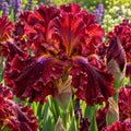 Bulbi Iris Germanica Sultan's Palace