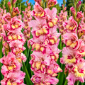 Bulbi Gladiole - Quepo - 5 buc