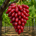 Butaș de viță de vie "Dănica",1 buc