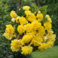 Bulbi Begonia Cascade Galben, pachet cu 2 tuberculi de begonie cu flori duble galben intens si port curgator, ideali pentru ghivece suspendate, jardiniere si gradini decorative