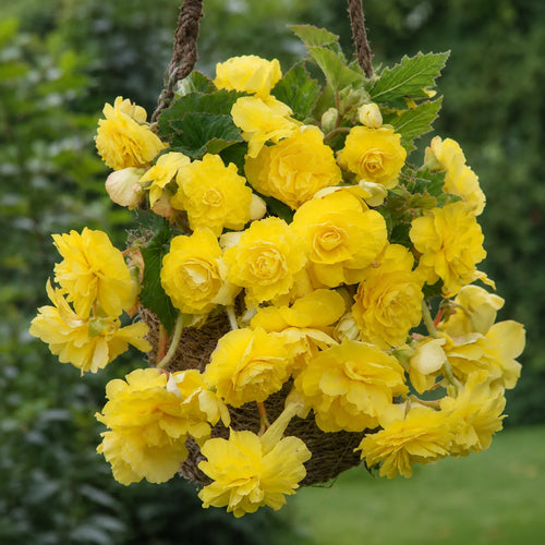 Bulbi Begonia Cascade Galben, pachet cu 2 tuberculi de begonie cu flori duble galben intens si port curgator, ideali pentru ghivece suspendate, jardiniere si gradini decorative