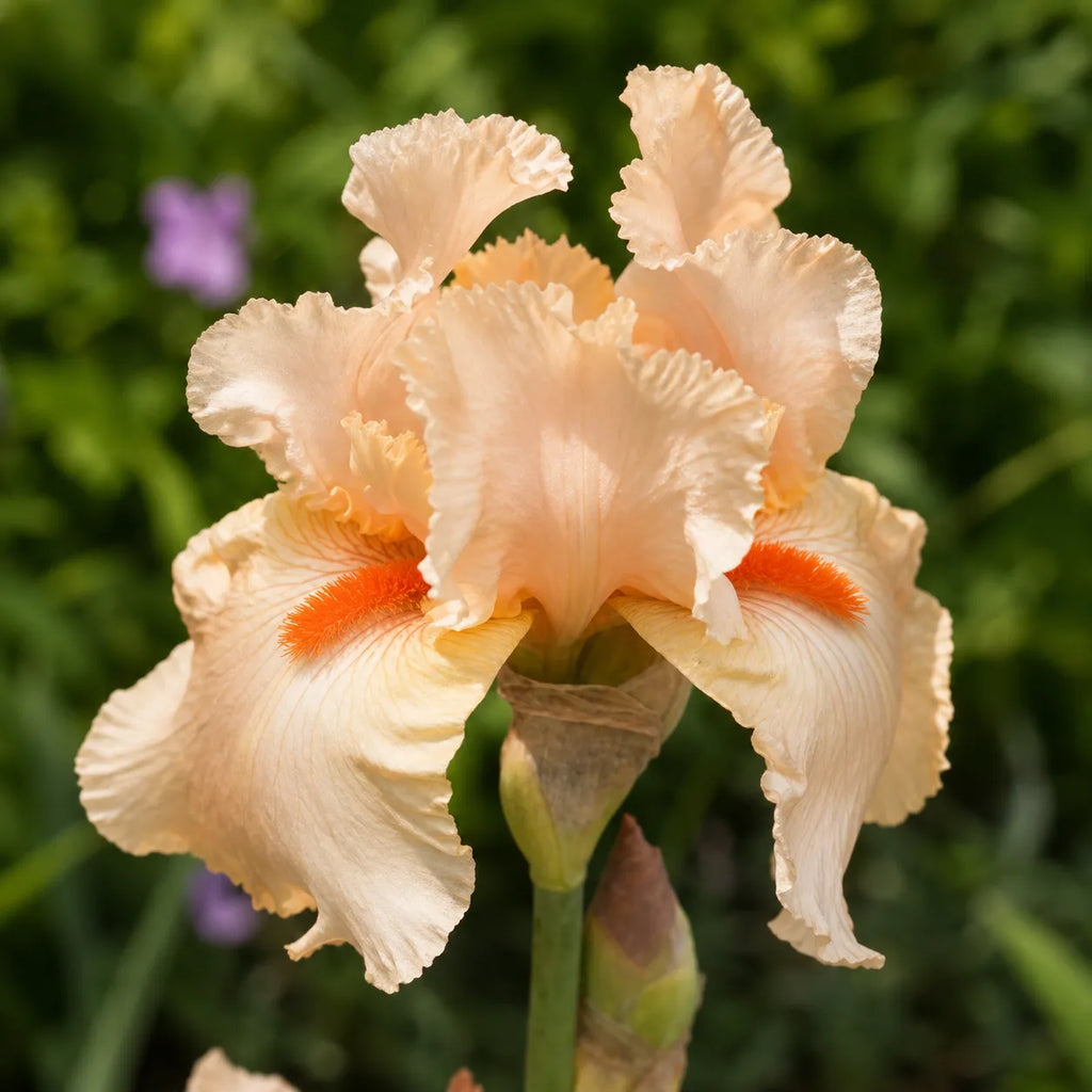 Bulb Iris Germanica Party Dress, iris germanica cu flori elegante roz pastel si barba galben portocalie, recomandat pentru borduri, straturi de flori si buchete naturale