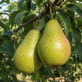 Pom fructifer Par Williams Alb, soi autofertil cu pere mari, dulci, suculente si aromate, ideal pentru gradini, livezi si consum proaspat