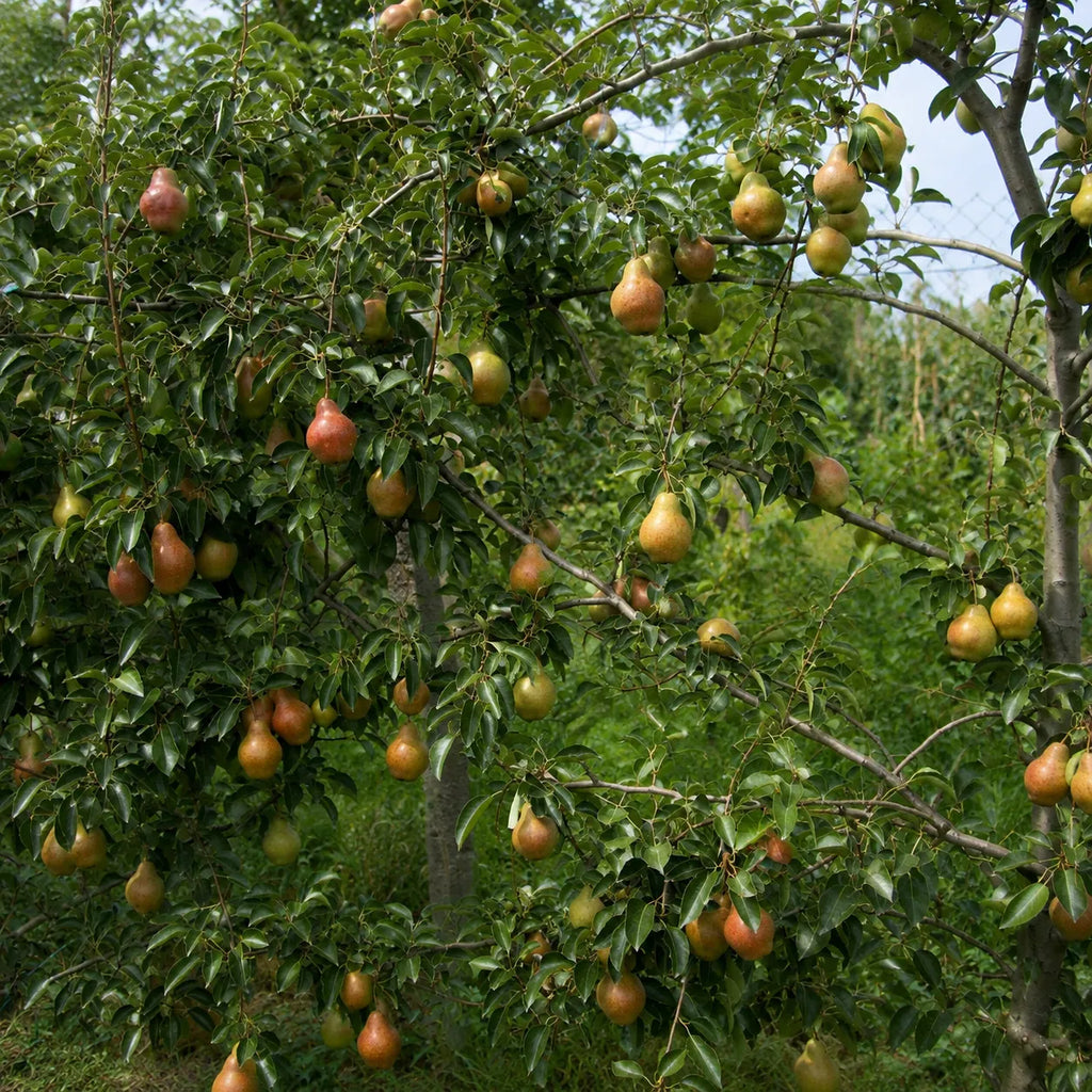 Par Williams Rosu, pom fructifer cu fructe mari, rosiatice si pulpa fina, dulce si aromata, potrivit pentru gradini familiale, livezi si preparate de casa