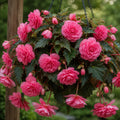 Bulbi Begonia NonStop Roz, pachet cu 2 tuberculi de begonie cu flori duble roz si inflorire continua, ideali pentru ghivece, jardiniere si gradini decorative