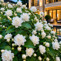 ChatGPT_Image_Jul_6_2026_03_07_21_PM - Fitza Florilor