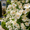 ChatGPT_Image_Jul_6_2026_03_44_35_PM - Fitza Florilor