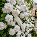 ChatGPT_Image_Jul_6_2026_03_48_24_PM - Fitza Florilor