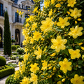 ChatGPT_Image_Jul_6_2026_03_59_29_PM - Fitza Florilor