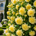 ChatGPT_Image_Jul_6_2026_04_07_50_PM - Fitza Florilor