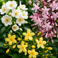 ChatGPT_Image_Jul_7_2026_12_34_03_PM - Fitza Florilor