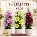 Pachet Mix Clematis 3 Bucăți
