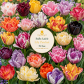 Bulbi Lalele Lily Parchet 50 buc