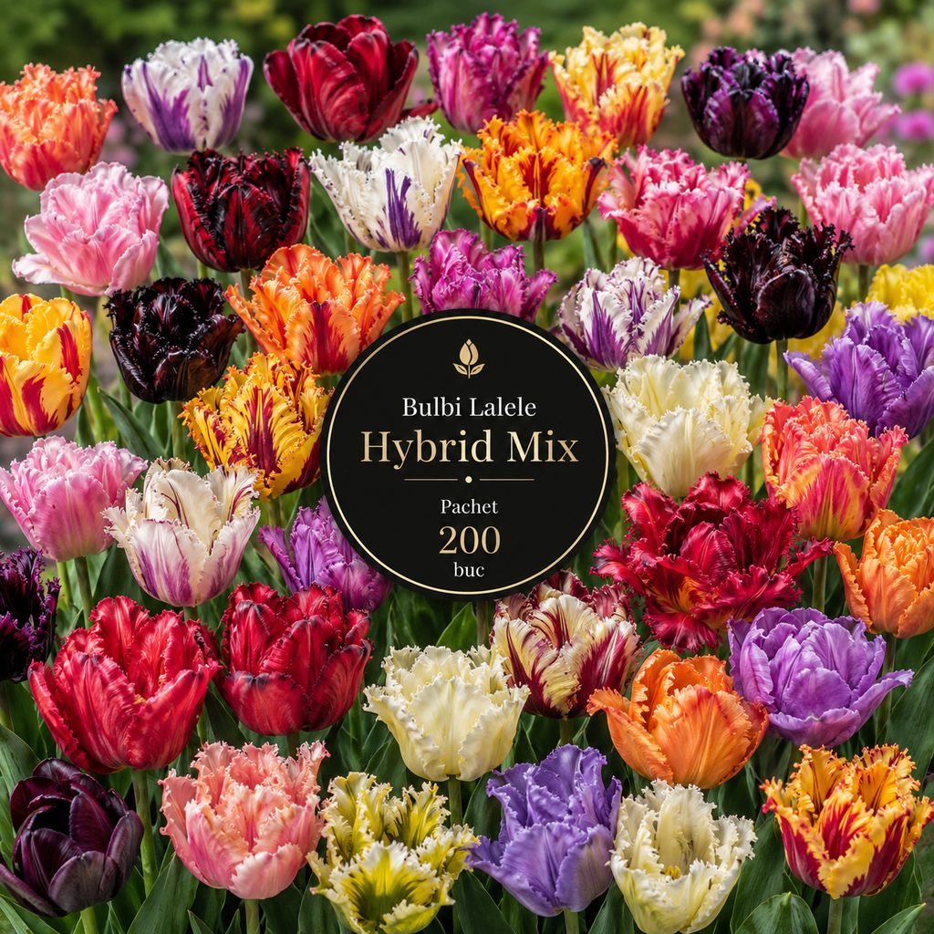 Bulbi Lalele Hybrid Mix Pachet 200 buc