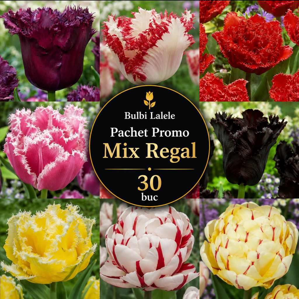 Bulbi Lalele - Pachet Promo - Mix Regal 30 Buc