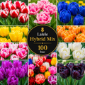 Lalele Hybrid Mix Pachet Bulbi 100 buc