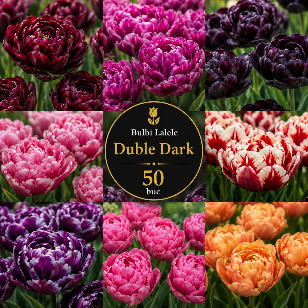 Bulbi Lalele Duble Dark Pachet 50 buc