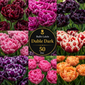 Bulbi Lalele Duble Dark Pachet 50 buc