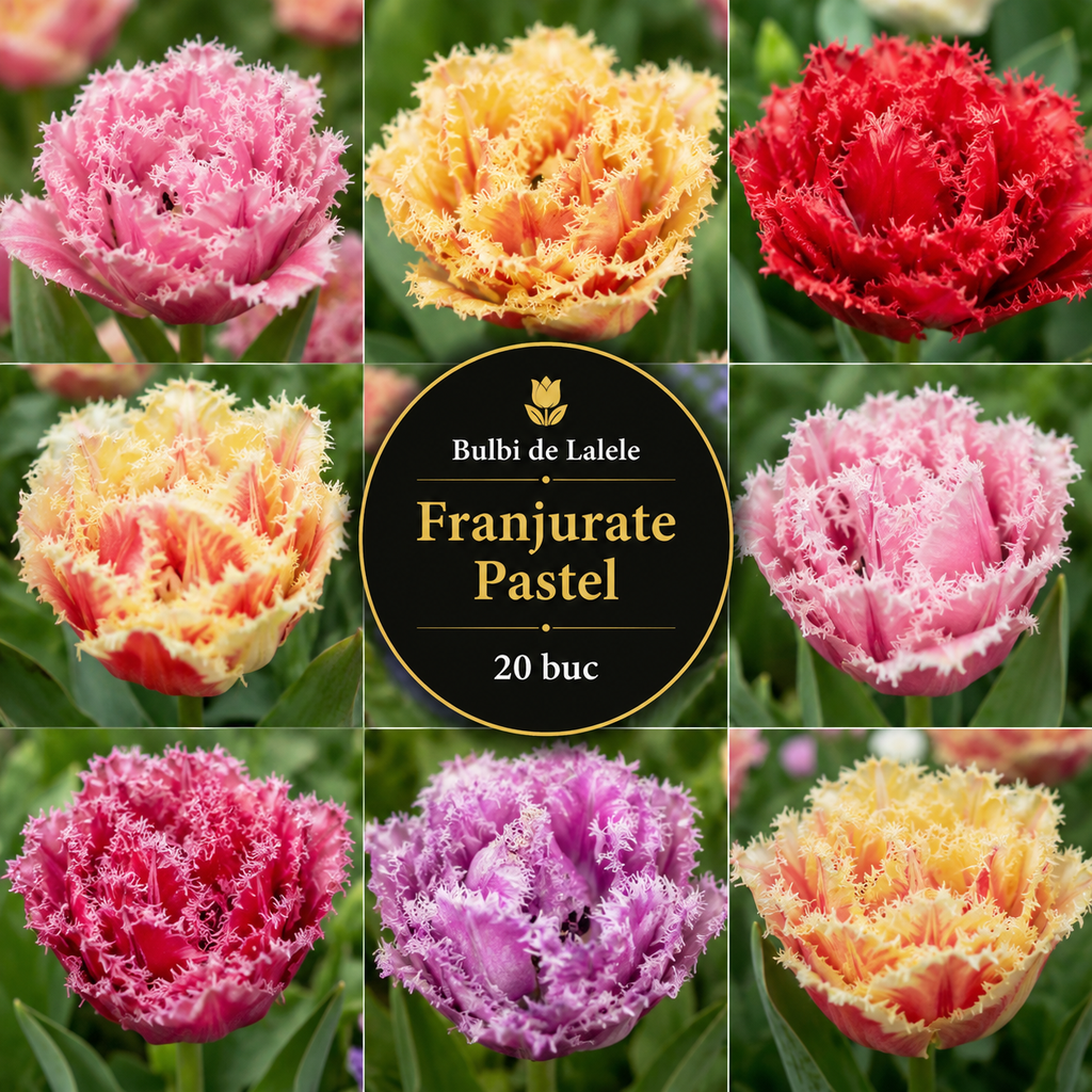 Bulbi Lalele Franjurate Pastel Pachet 20 buc