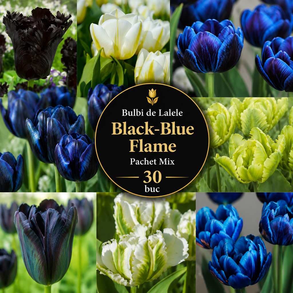 Bulbi de Lalele Black-Blue Flame Pachet Mix 30 buc