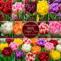 Bulbi Lalele Mix Perfect Five Pachet 50 buc