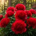 Bulb de Bujori Red Charm