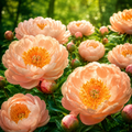 Bulb de Bujori King's Day