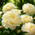 Bulb de Bujori Early Canary