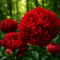 Bulb de Bujori Christmas Velvet