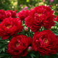 Bulb de Bujori Blaze