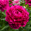 Bulb de Bujori Karl Rosenfield