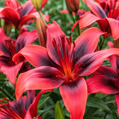 ChatGPT_Image_May_28_2026_02_43_58_PM - Fitza Florilor