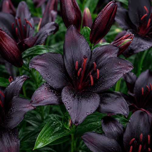 ChatGPT_Image_May_28_2026_02_52_40_PM - Fitza Florilor