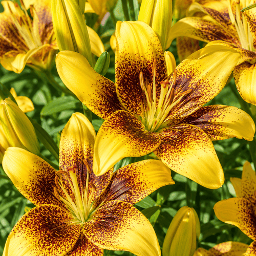 ChatGPT_Image_May_28_2026_03_08_33_PM - Fitza Florilor