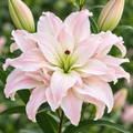 Bulbi de Crini Spring Pink 2 buc