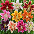Bulbi de Crini Multiflorali Mix