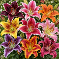 Bulbi de Crini Multiflorali Mix