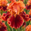 Bulbi Iris Germanica Natchez Trace